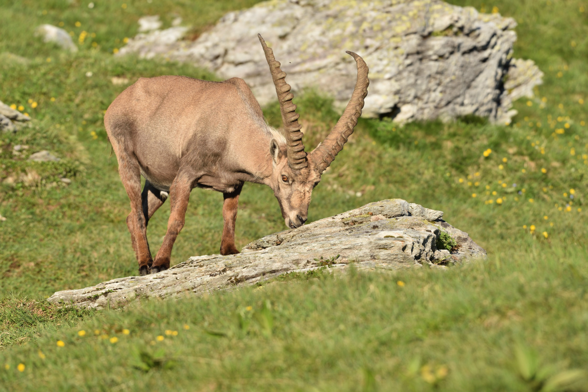 201607 Steinbock 11
