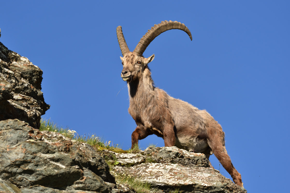 201607 Steinbock 13