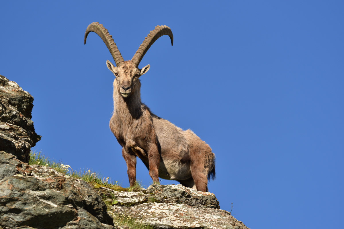 201607 Steinbock 14