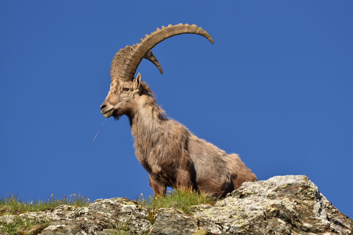 201607 Steinbock 15