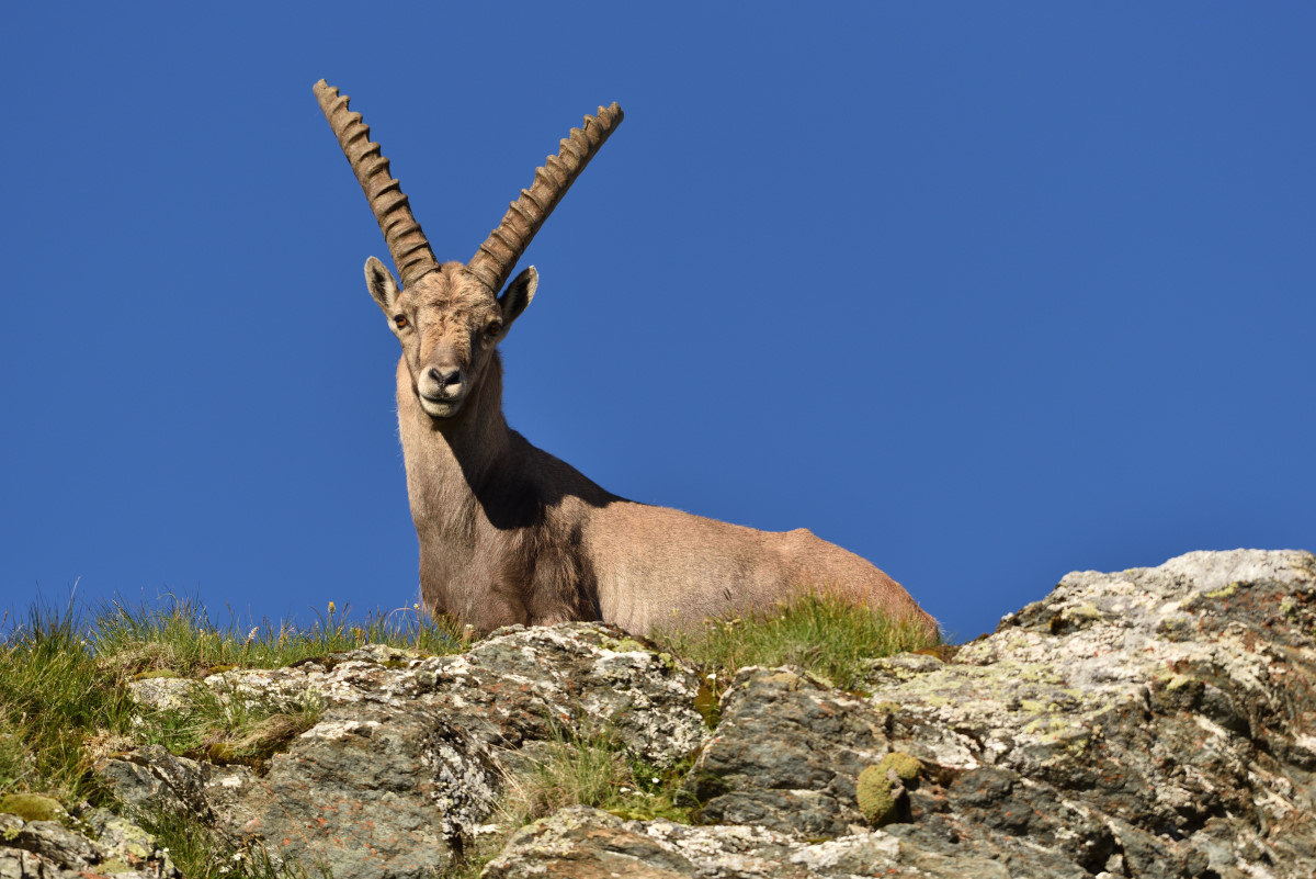 201607 Steinbock 16