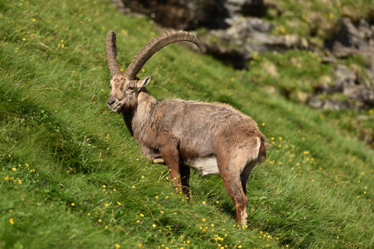 201607 Steinbock 2