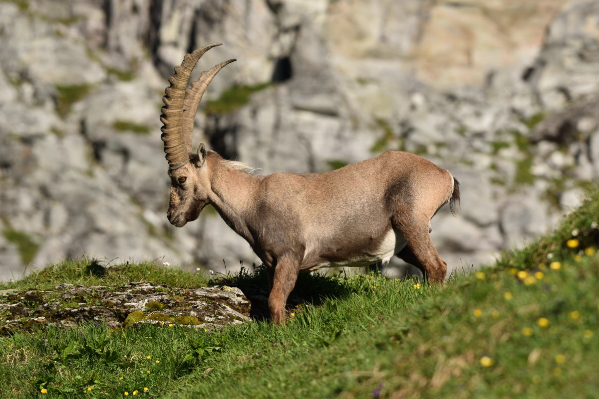 201607 Steinbock 3