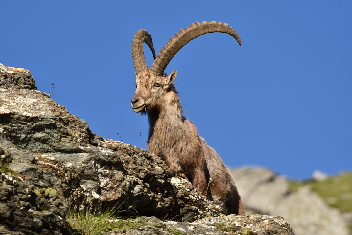 201607 Steinbock