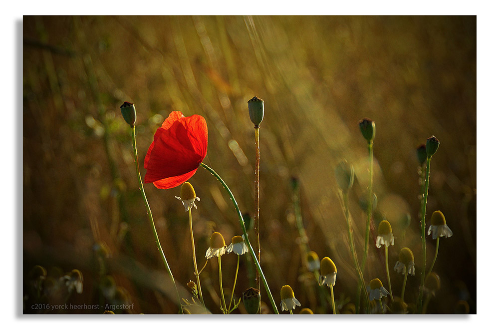 20160706 0002 Mohn Kamillefeld