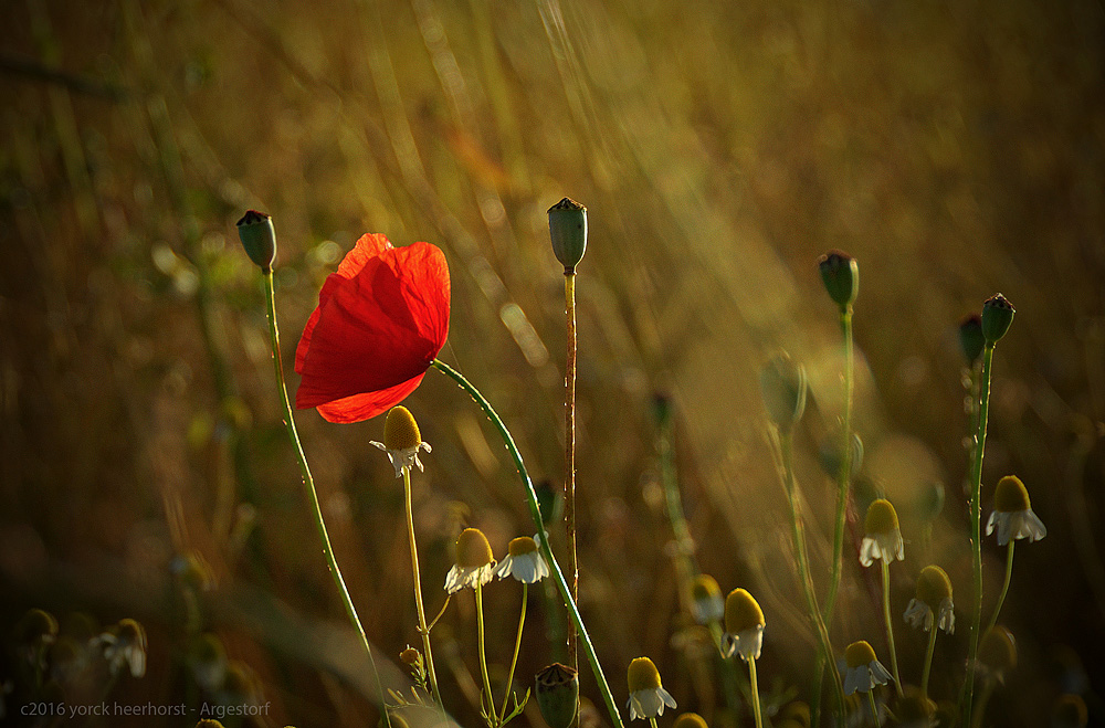 20160706 Mohn Kamillefeld 0002 WEB