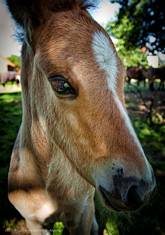20160717 0022 Isländer Fohlen Portrait