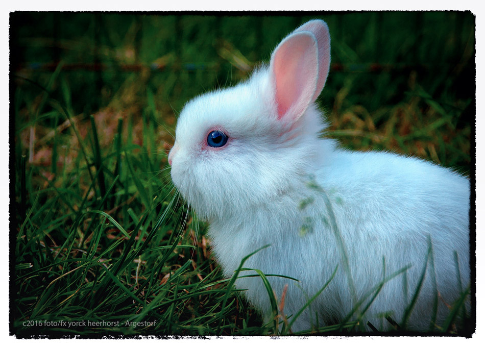 20160717 0170 Kaninchen