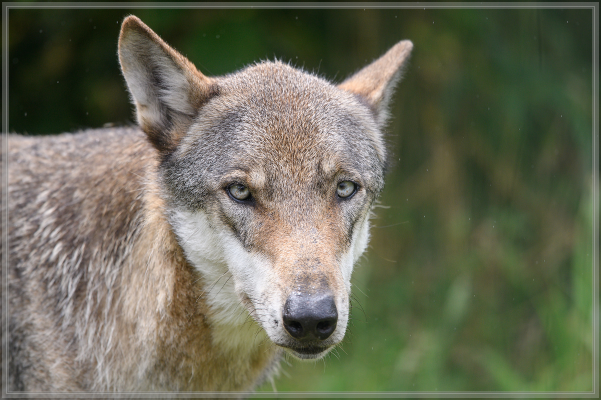 20160717 6839 [NIKON D500] 300 mm,1 1000 Sek. bei ƒ   4,0