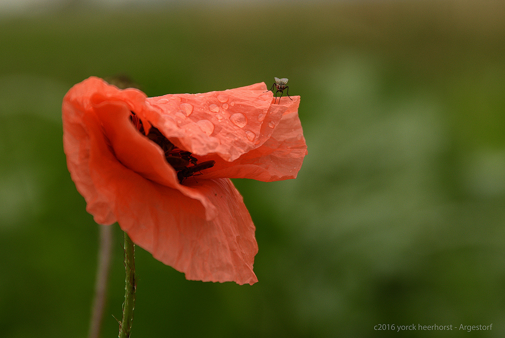 20160802 Degersen Feldmark 0004 WEB
