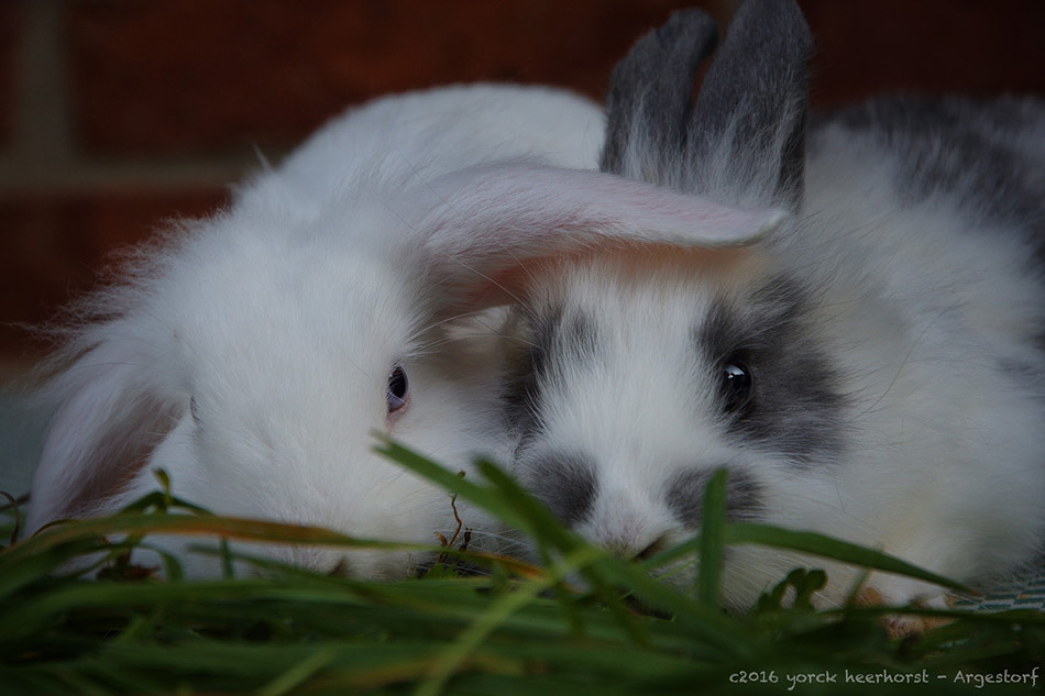 20160902 0031 Kaninchen