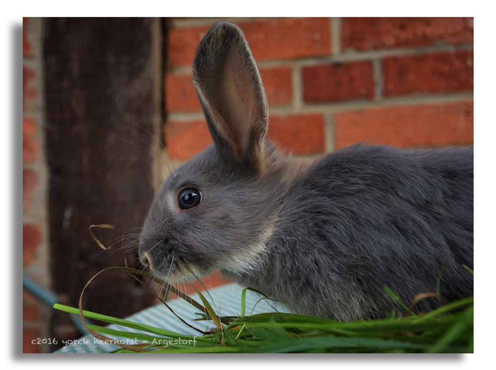 20160902 0048 Kaninchen