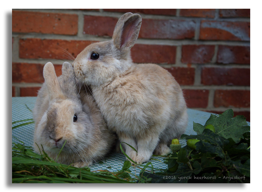 20160902 0164 Kaninchen