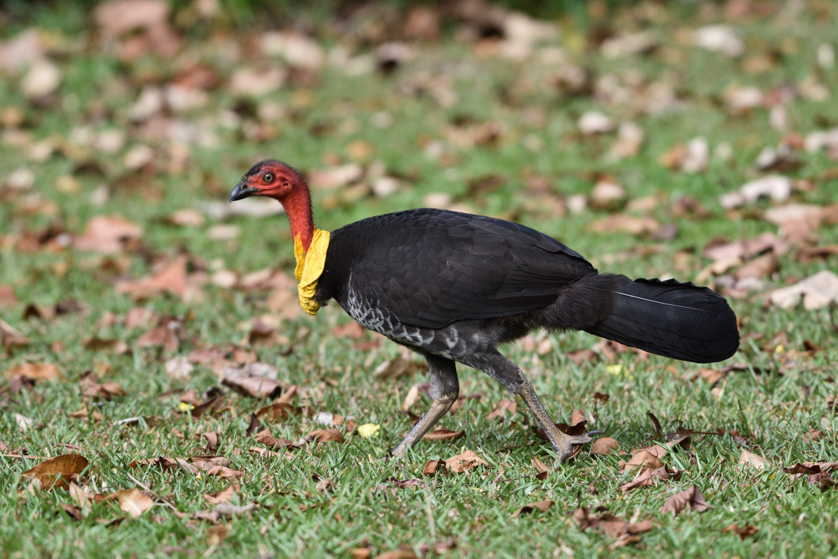 201610 Australian Brushturkey
