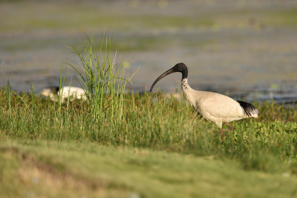 201610 Molukkenibis