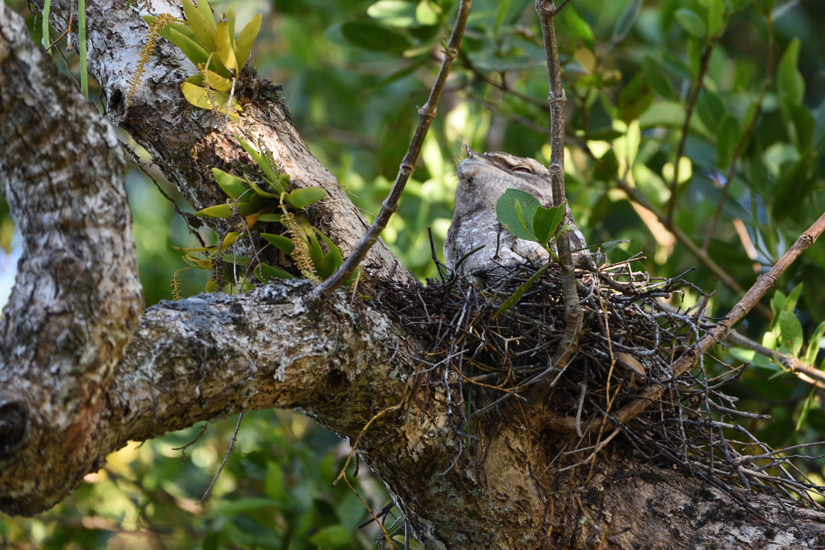 201610 Tawny frogmouth 1