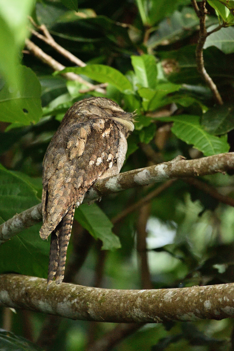 201610 Tawny frogmouth 2