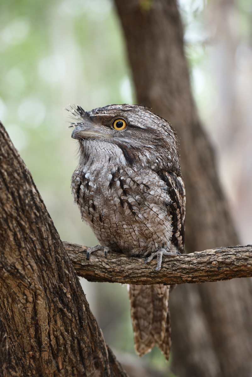201610 Tawny frogmouth 3