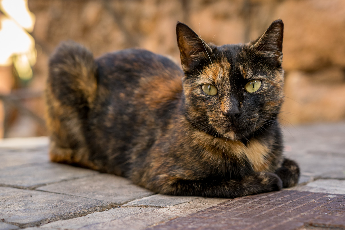 20161014-DSC_0632.jpg