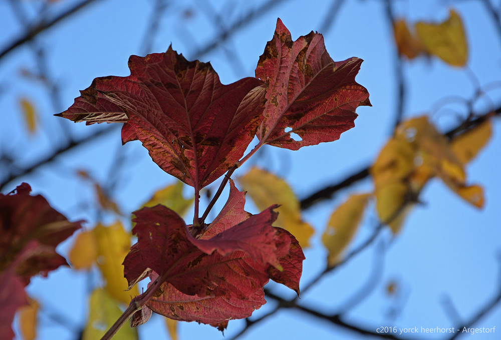20161023 0028 Herbst Blätter Farne