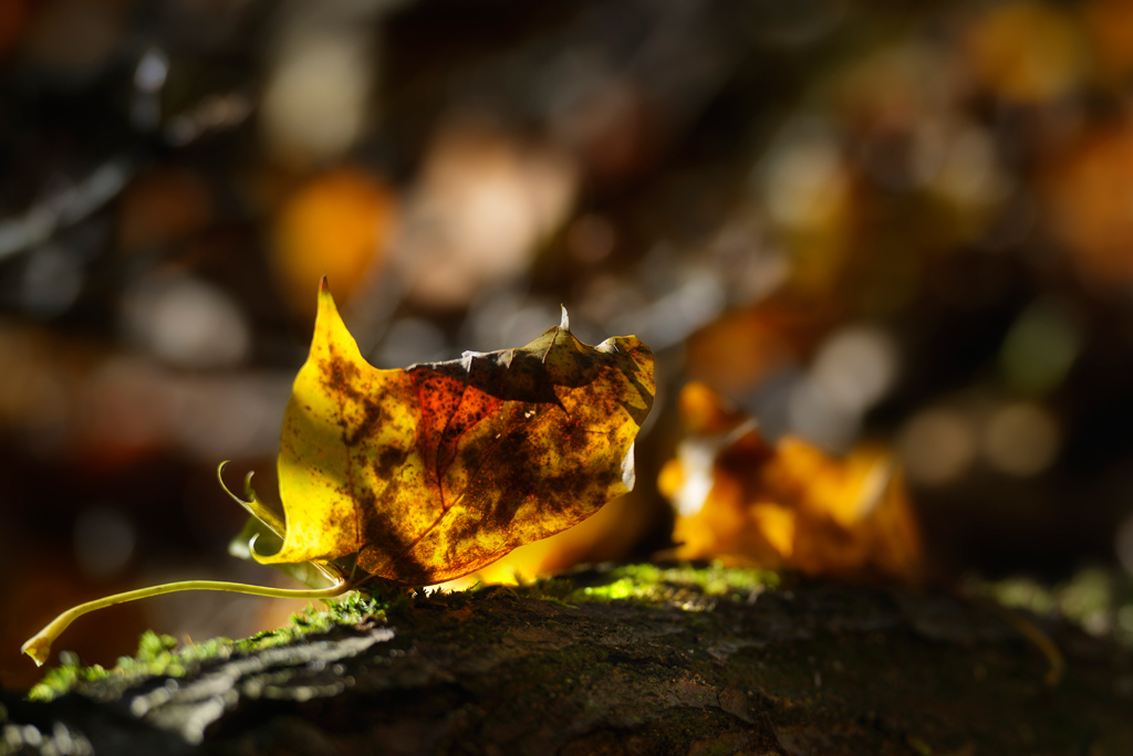 20161030 141914 Kopie