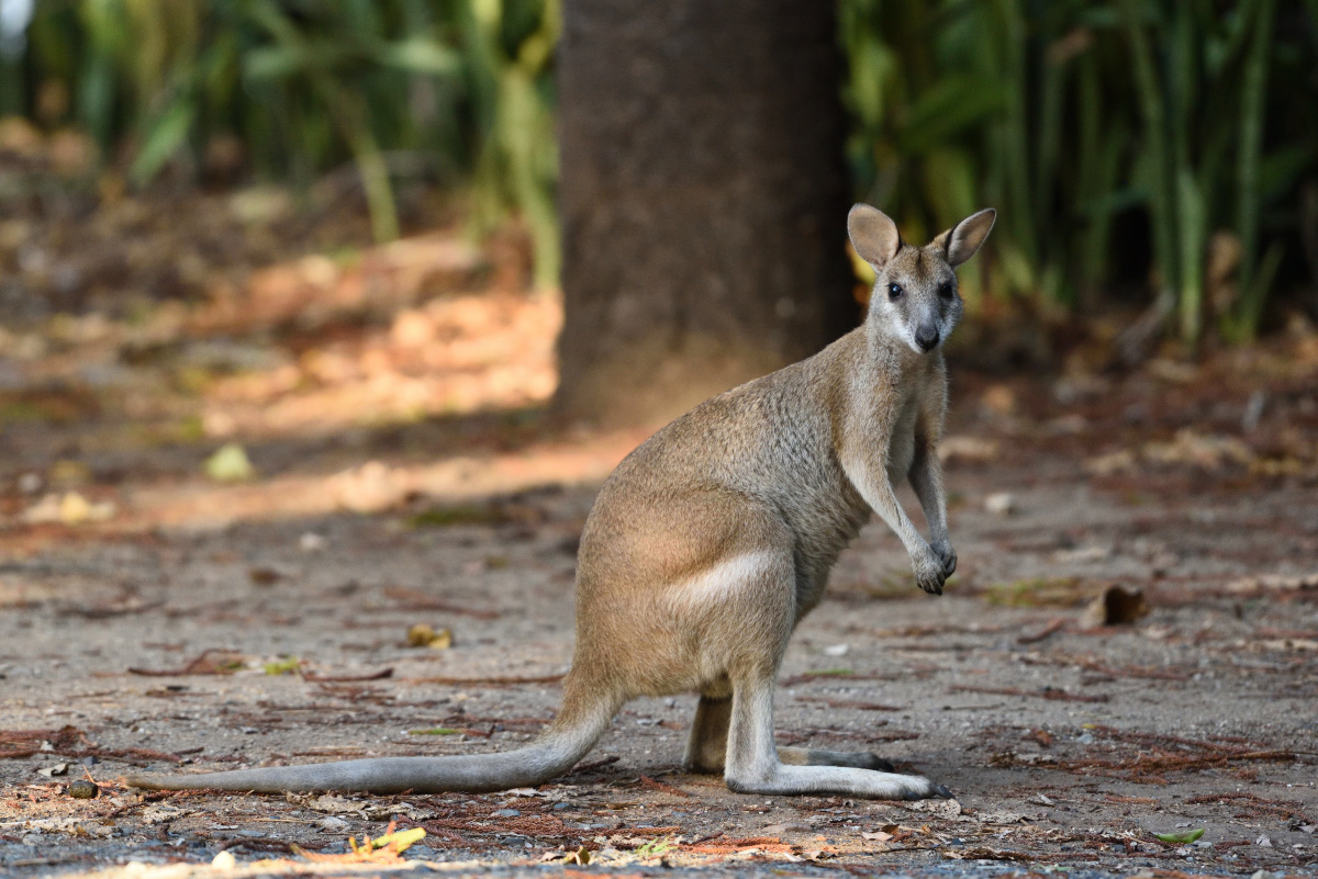 201610_Agile_Wallaby