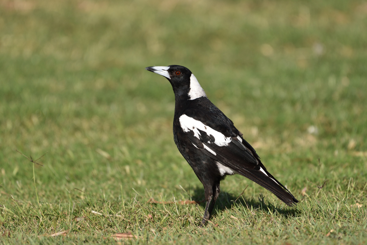 201610_Australian Magpie