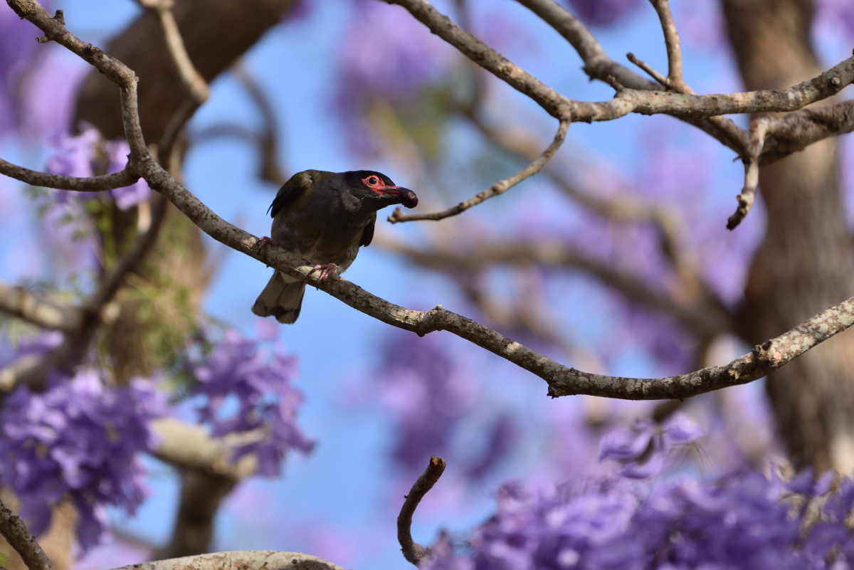 201610_Australischer Feigenpirol