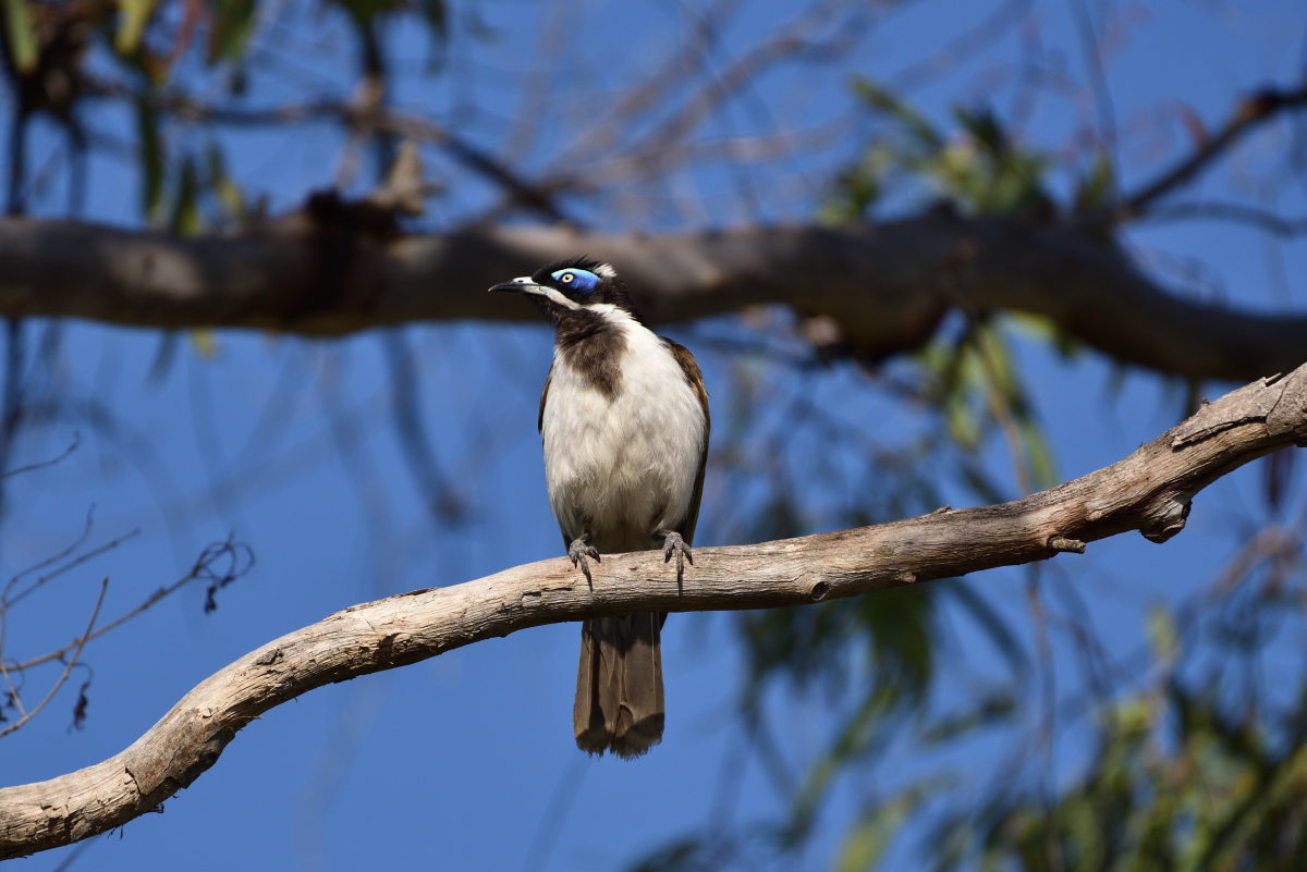 201610_Blue-faced Honeyeater