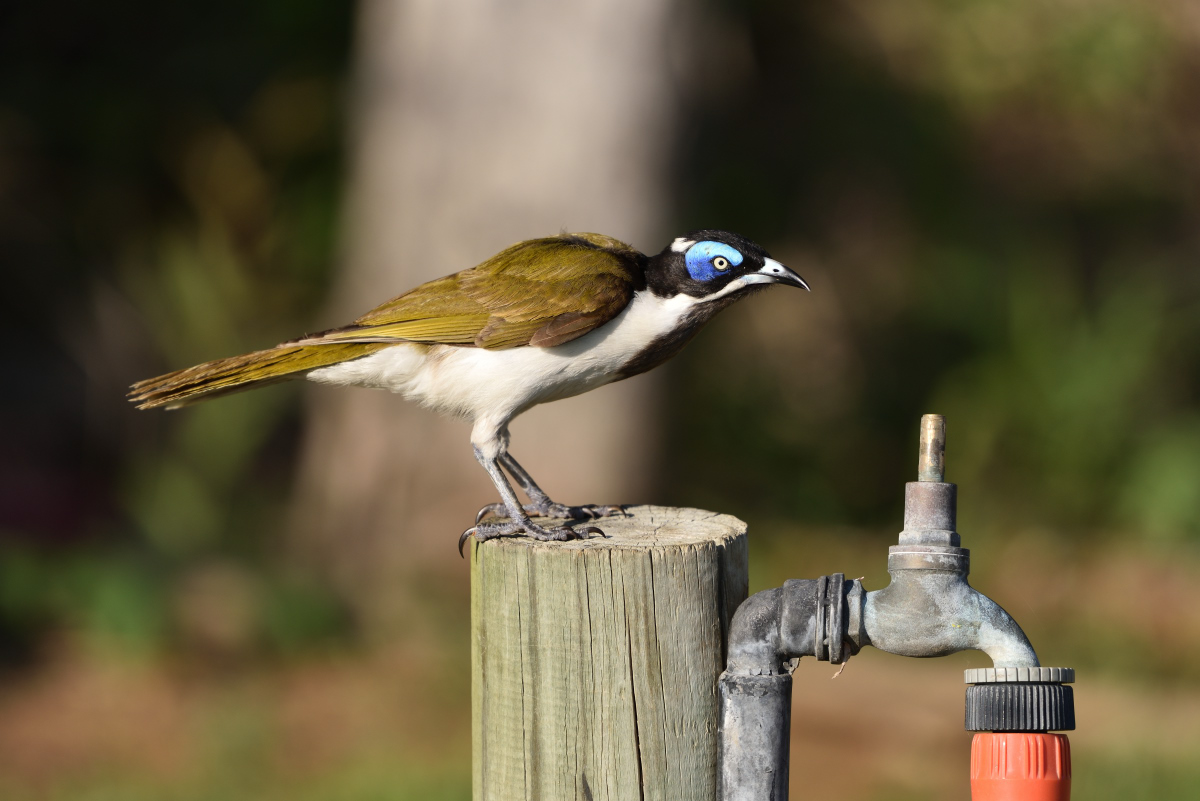 201610_Blue-faced Honeyeater