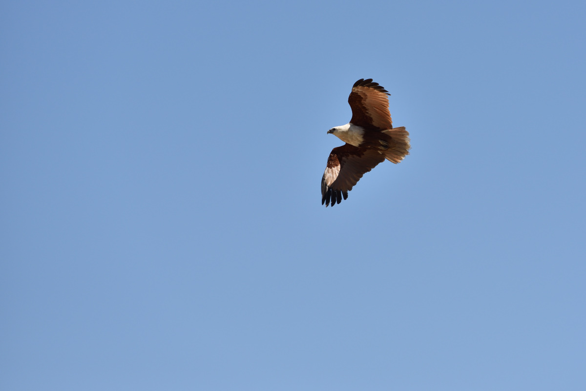201610_Brahminy Kite