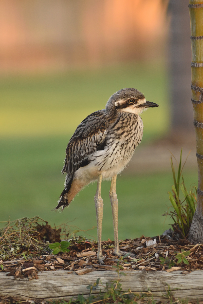 201610_Bush Stone-curlew
