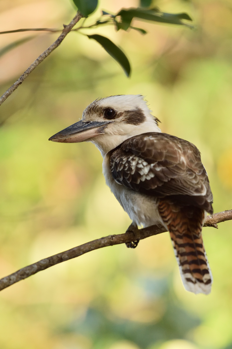 201610_Kookaburra_1