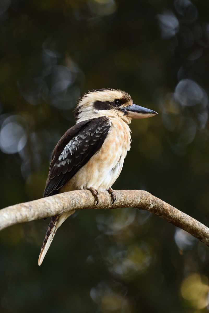 201610_Kookaburra_2