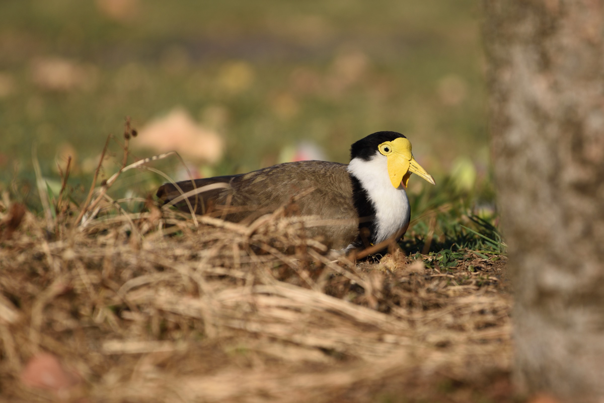 201610_Masked Lapwing