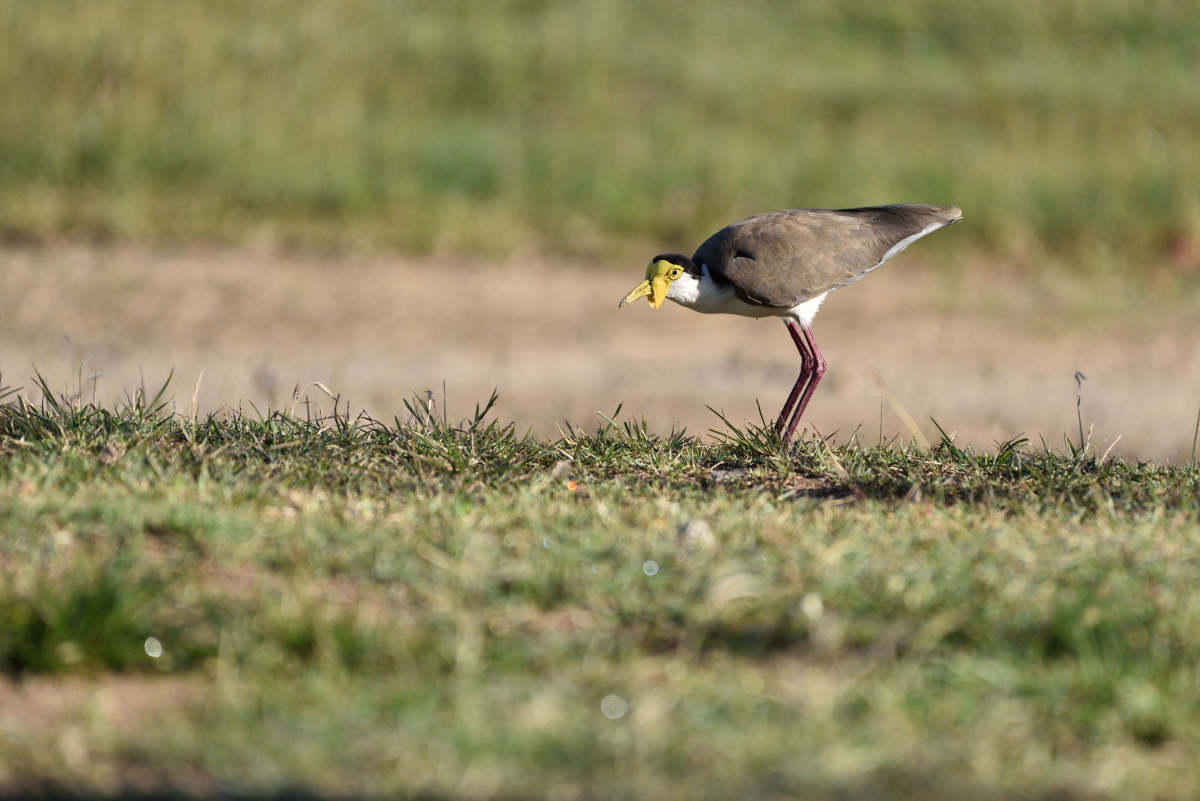 201610_Masked Lapwing_1