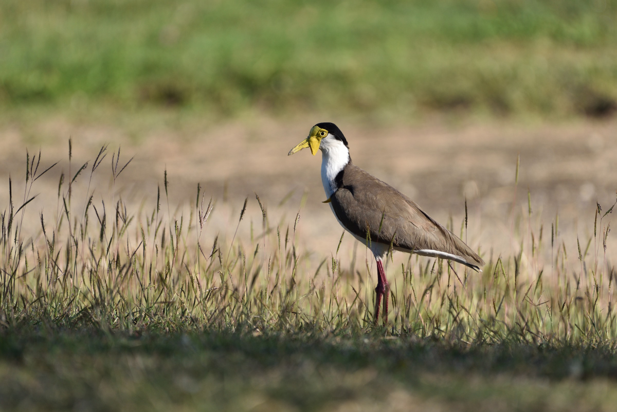 201610_Masked Lapwing_2