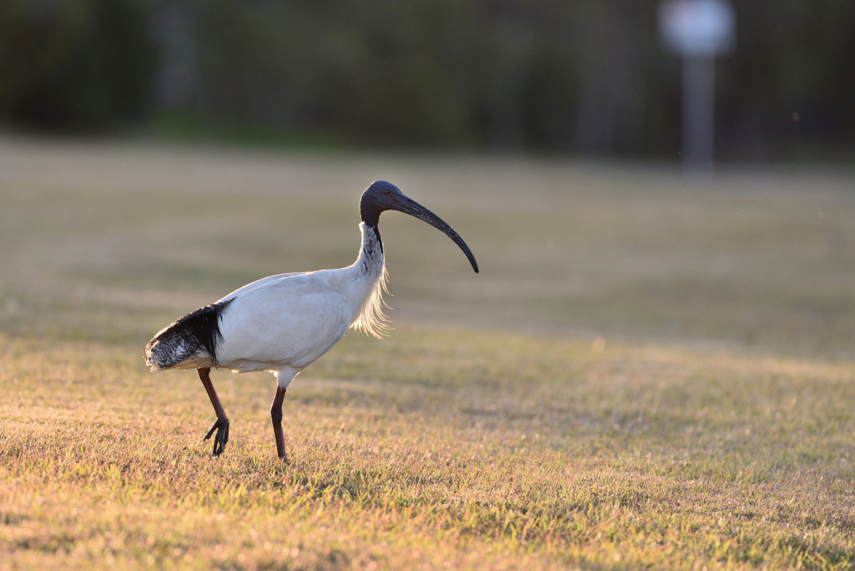 201610_Molukkenibis