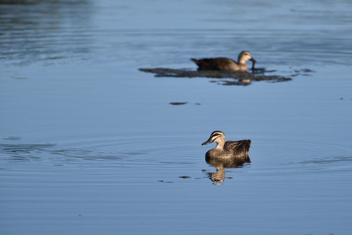 201610_Pacific Black Duck