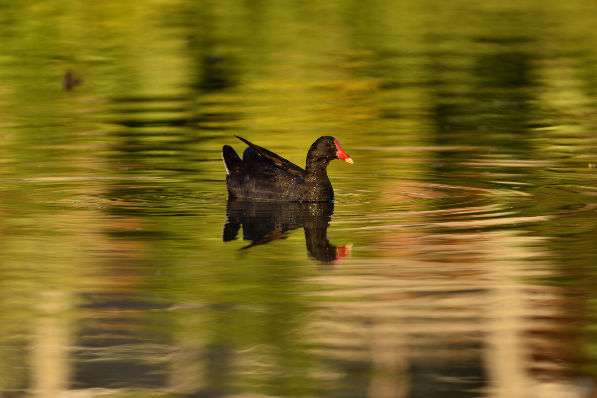 201610_Papua-Teichhuhn