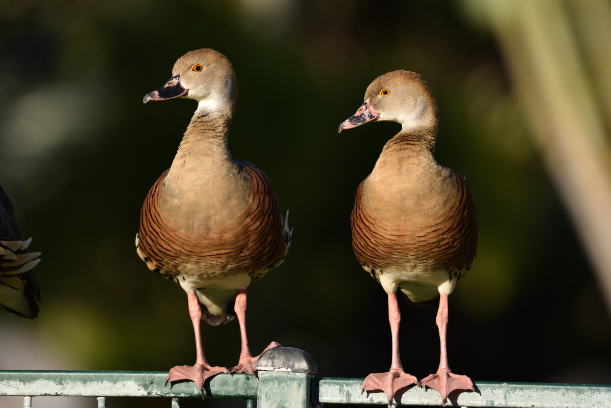 201610_Plumed Whistling-Duck_1