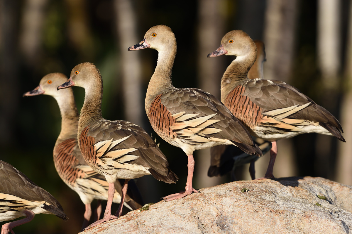 201610_Plumed Whistling-Duck_2