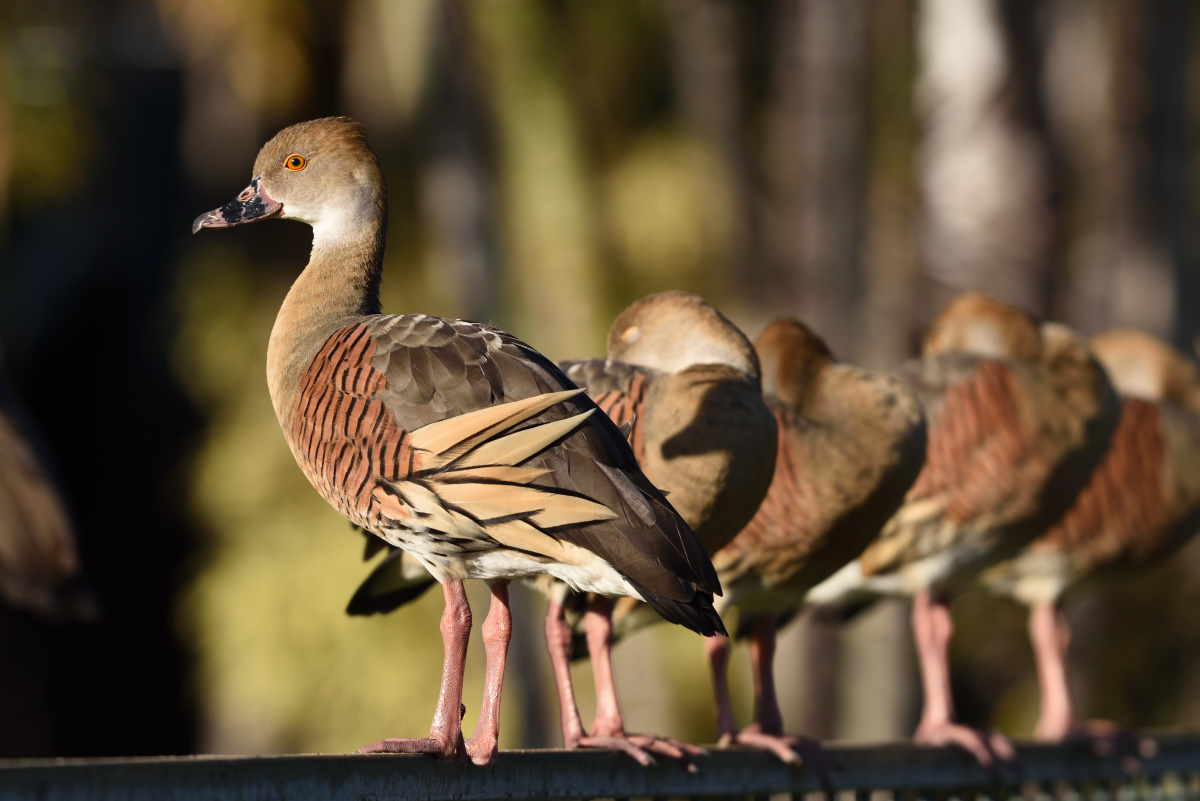 201610_Plumed Whistling-Duck_3