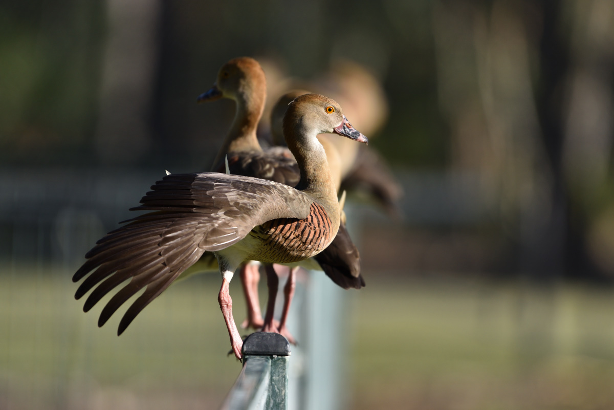 201610_Plumed Whistling-Duck_4