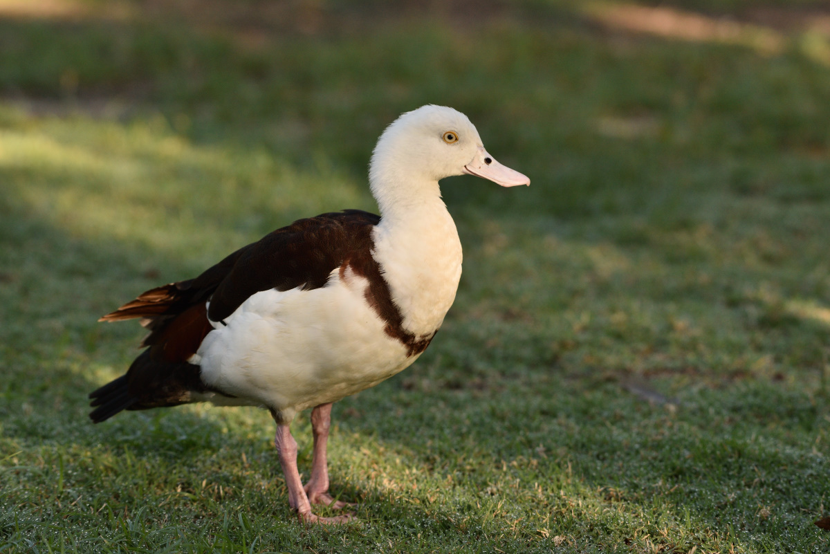 201610_Radjah shelduck_1