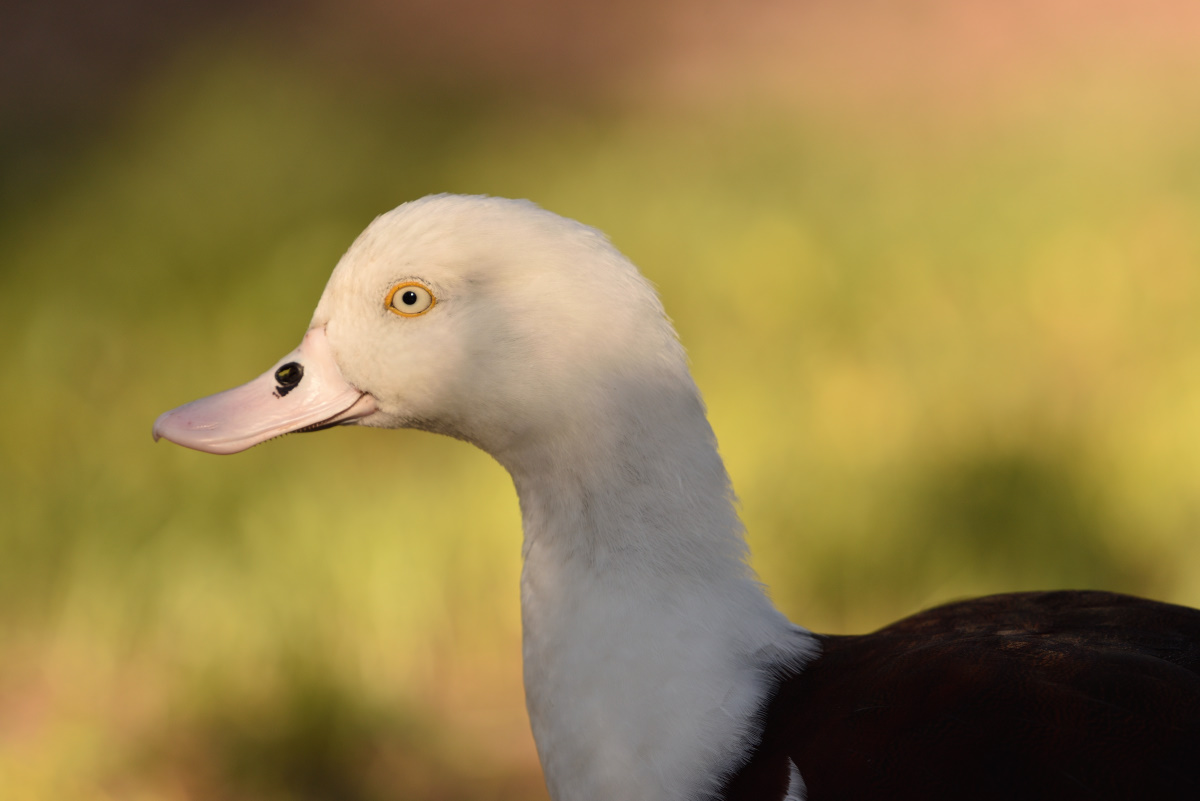 201610_Radjah shelduck_2