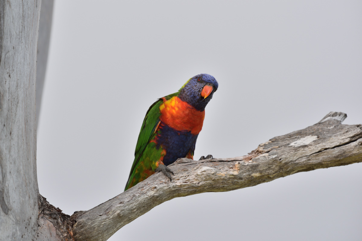 201610_Regenbogenlori