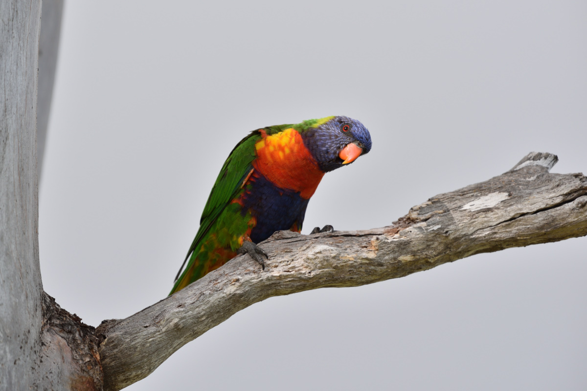 201610_Regenbogenlori