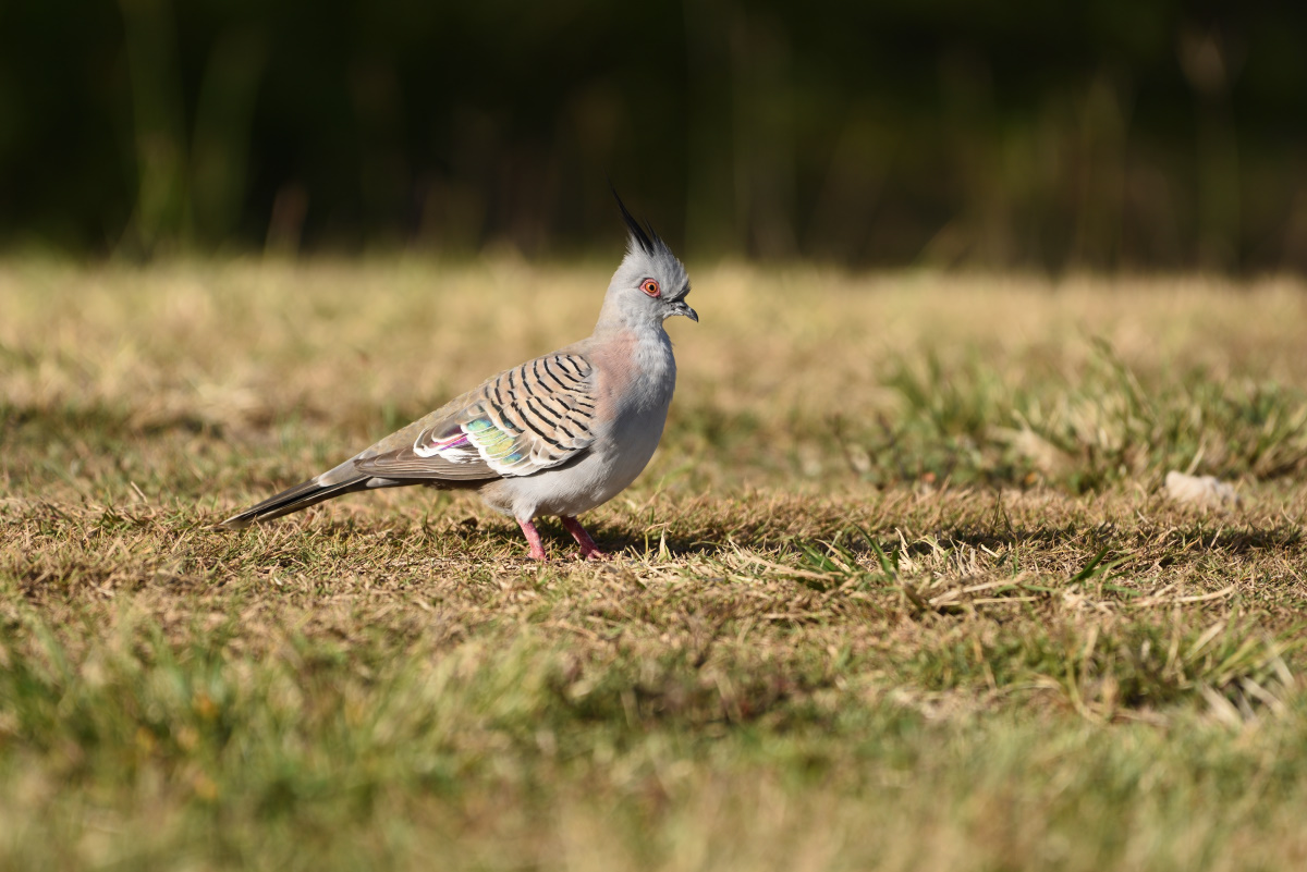 201610_Spitzschopftaube