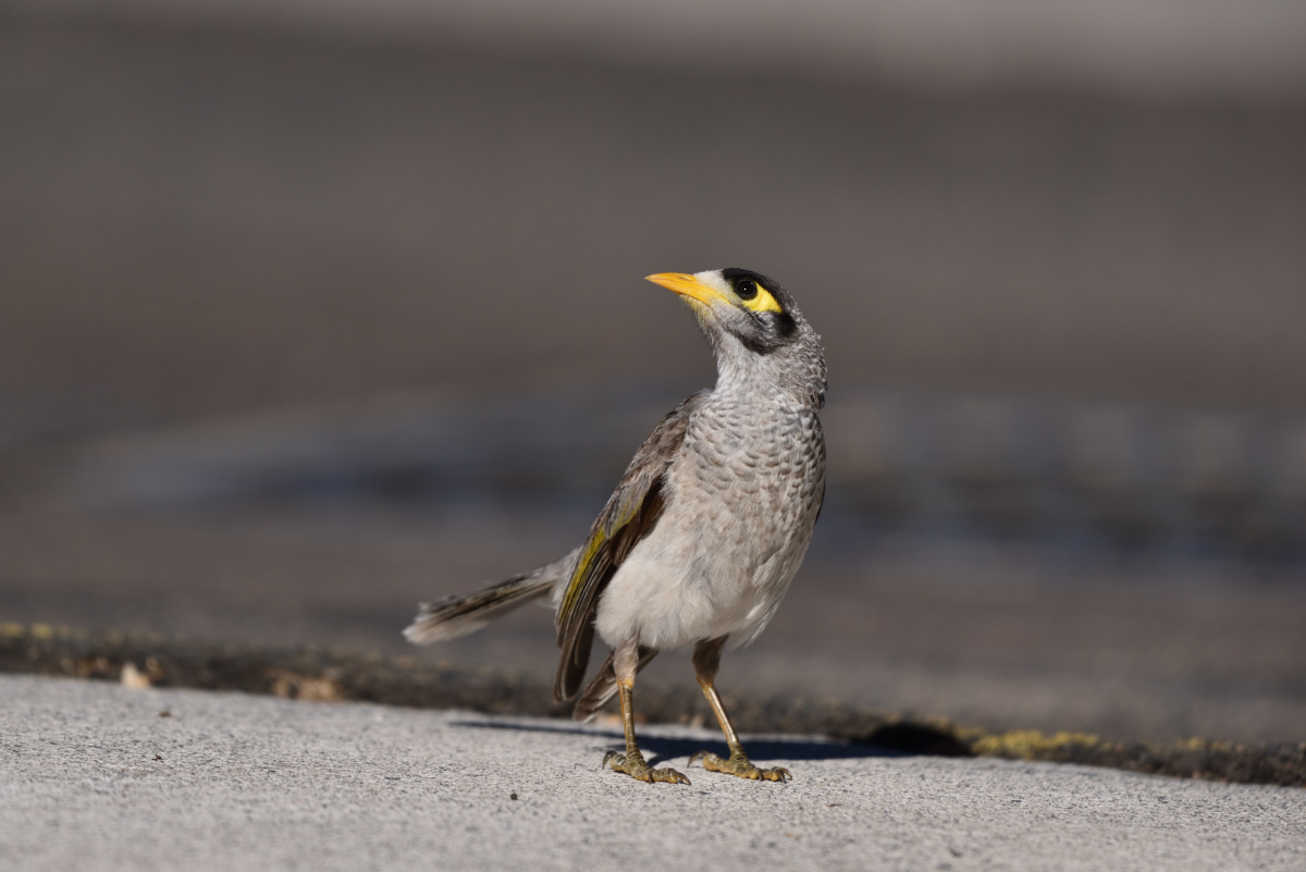 201611_Gelbstirn-Schwatzvogel